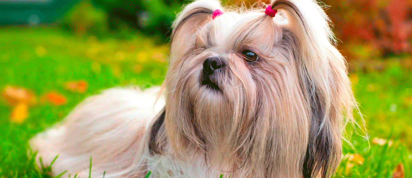 Shih Tzu  Mister Mascotas